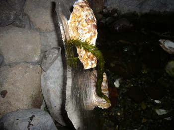 氷