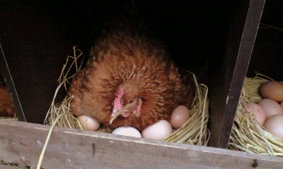 ニワトリ達のありがたーい卵なんです