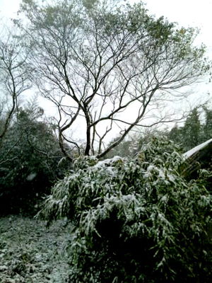 雪卵　　←雪印じゃないよ（笑）