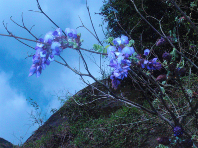 いろんな花が咲いてます