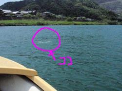 球磨川の鵜と・・・