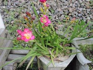 おばあのお花!