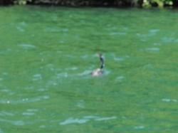 球磨川の鵜と・・・