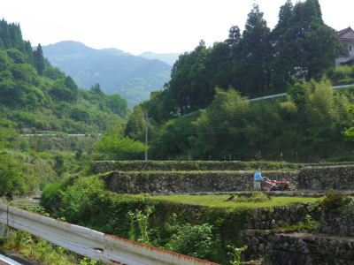 田植え