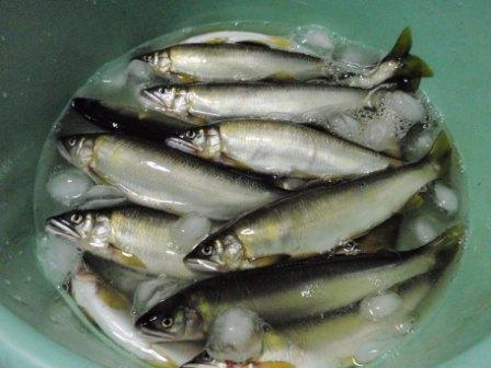 鮎の甘露煮！