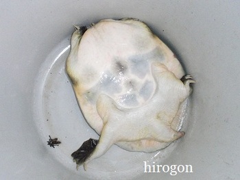釣れたのは・・・