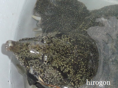 釣れたのは・・・