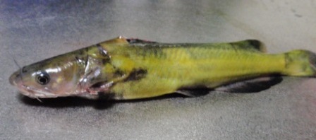 ☆黄色い魚☆