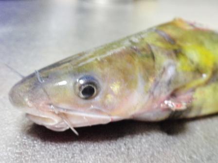 ☆黄色い魚☆