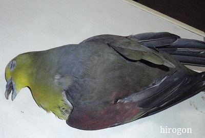 こんな鳩がいるなんて・・・