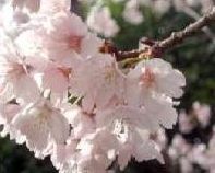 そろそろ 花見?