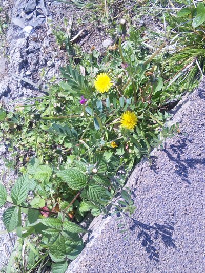 心の癒しを求め 自然を楽しむ♪(写真編)