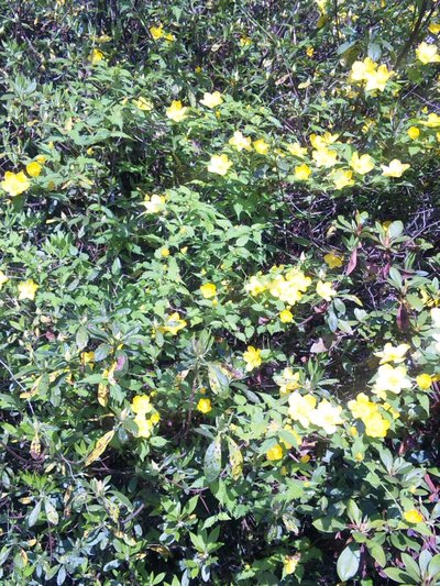 心の癒しを求め 自然を楽しむ♪(写真編)