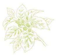 健康茶「万能茶」の原材料－桑の葉－