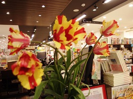 きょうのお花。