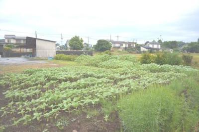北区の花・向日葵 北区の花・向日葵