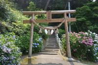 住吉自然公園の紫陽花