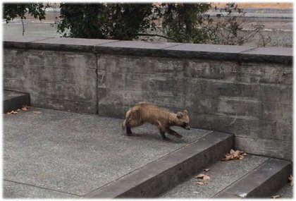水道町にタヌキが出ました