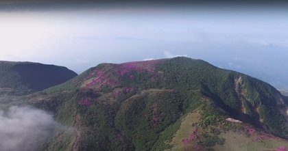 久住山のミヤマキリシマ・４K空撮