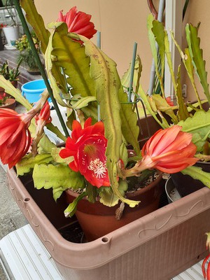 庭の花達 庭の花達