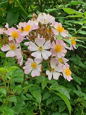 庭の花達 庭の花達