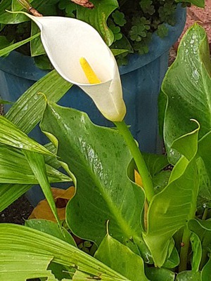 庭の花達 庭の花達