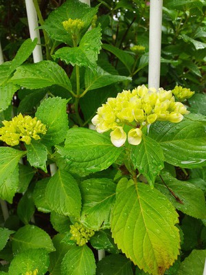庭の花達 庭の花達