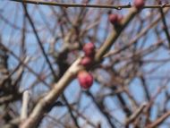 先週の梅園の様子。春はもう、すぐそこです。