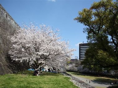 今年も見事な桜が。