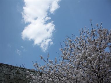 春の空と桜のコントラストが美しいです。