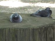 ハトもうたたね?