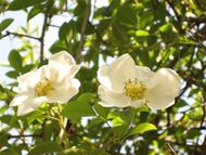 監物台植物園へGO