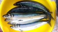 うるめいわし