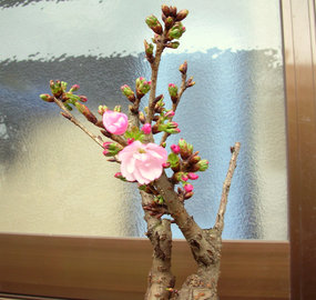 小さな桜が開花！！