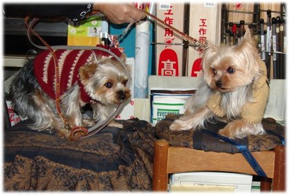 『看板犬ナナの婚活』