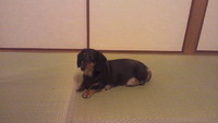 うちのお姉ちゃん