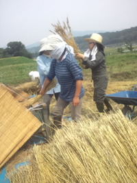 苺摘みと麦刈り・忙しい1日