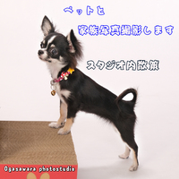 チワワちゃんが来店しました　ペット写真館