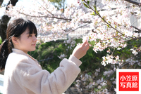 卒業記念で桜の木の下で