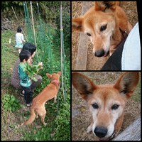 チロちゃんが天国へ旅立ちました。