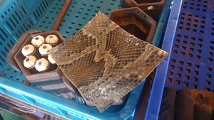 台湾二胡工房視察報告☆ 台湾二胡工房視察報告☆