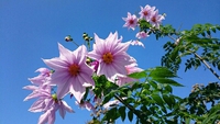 **★入園希望の方々★**