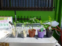 野菜の苗いじり　その1 2015/03/31 17:36:46