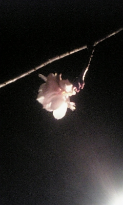 月夜の散歩♪