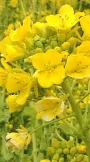 菜の花畑♪