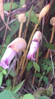 ナンバンギセル♪