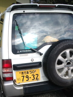 京町さん茶畑に出現!