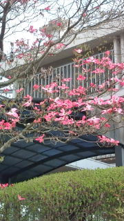 富士山ようかん♪