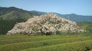今年の「遠山桜」!