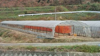 早くも「門松」の準備!